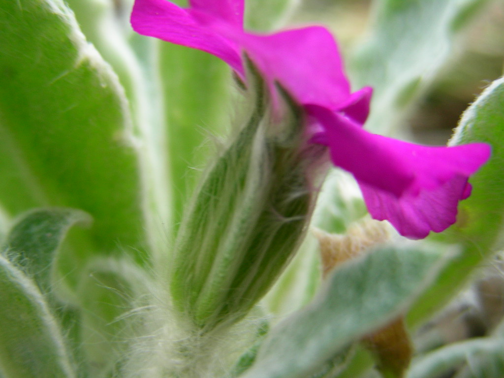 Lychnis coronaria (=Silene coronaria) / Crotonella coronaria